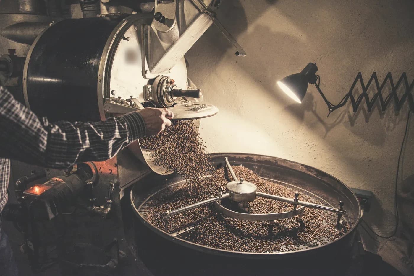 The drum roaster in the back room: a hand opens the chute and freshly roasted beans pour into the cooling tray under a work lamp.